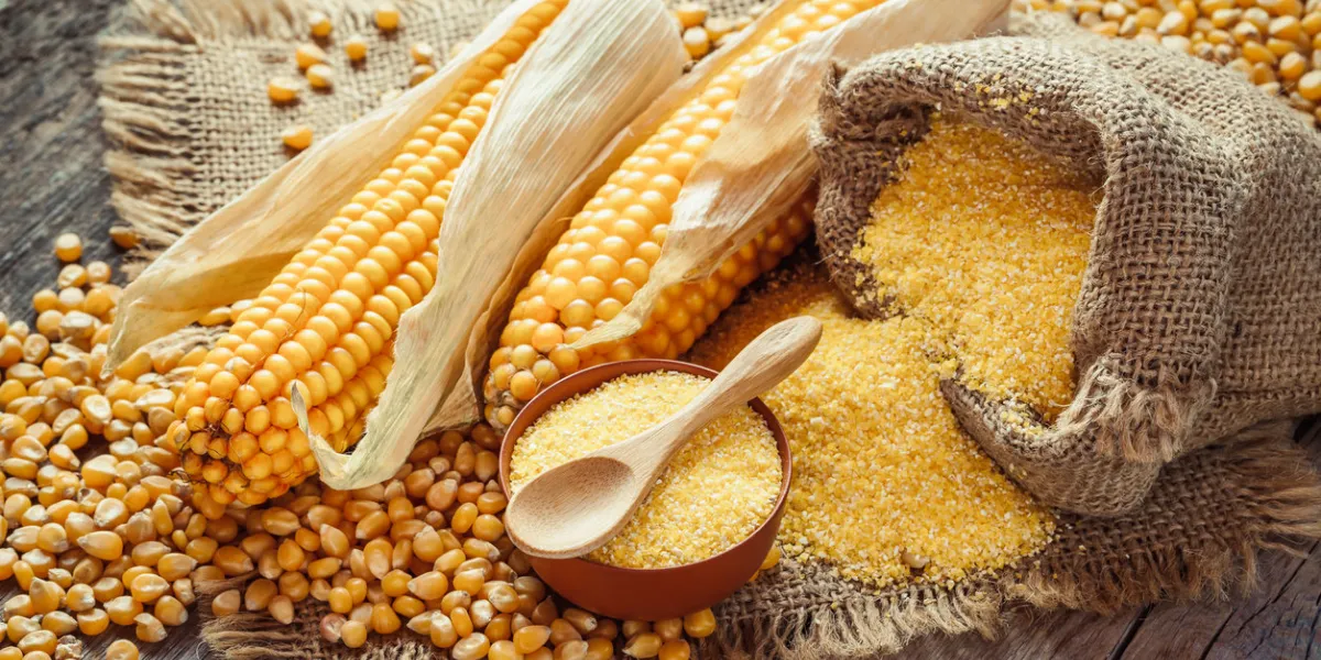 corn groats and seeds, corncobs on wooden rustic table selective focus corn groats and seeds, corncobs on wooden rustic table selective focus