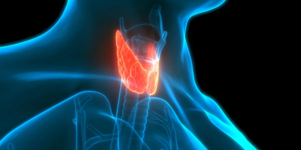 3d illustration concept of human glands lobes of thyroid gland anatomy