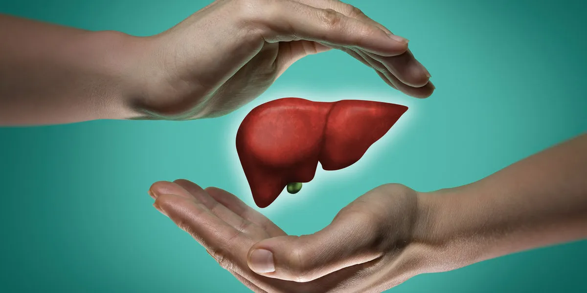 a human liver between two palms of a woman on blue and green background the concept of a healthy liver a human liver between two palms of a woman on blue and green background the concept of a healthy liver