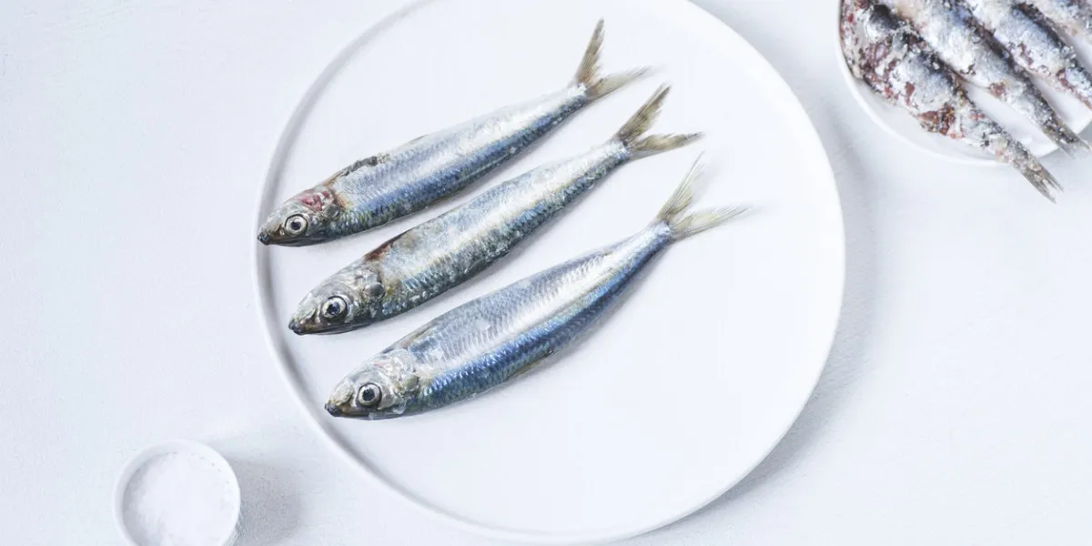 fresh and salted sardines for italian cuisine recipes in white plates on a white background italian seafood ingredients fresh and salted sardines for italian cuisine recipes in white plates on a white background italian seafood ingredients