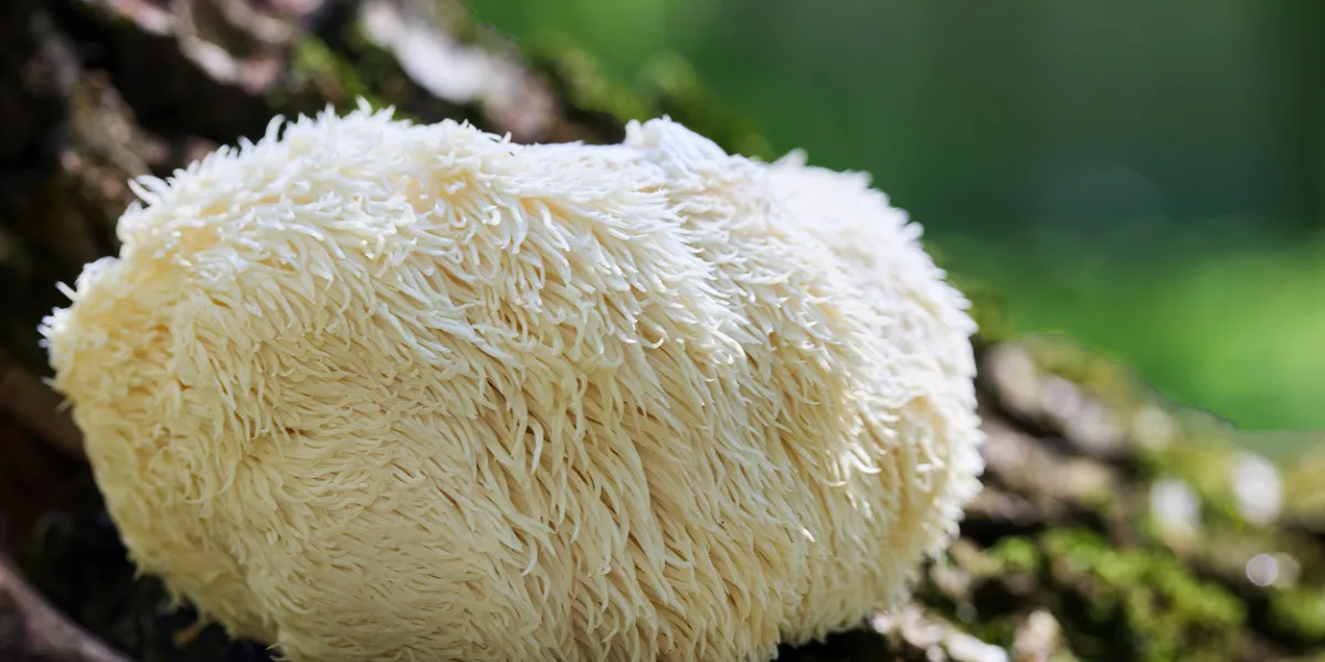 Champignon crinière de lion 