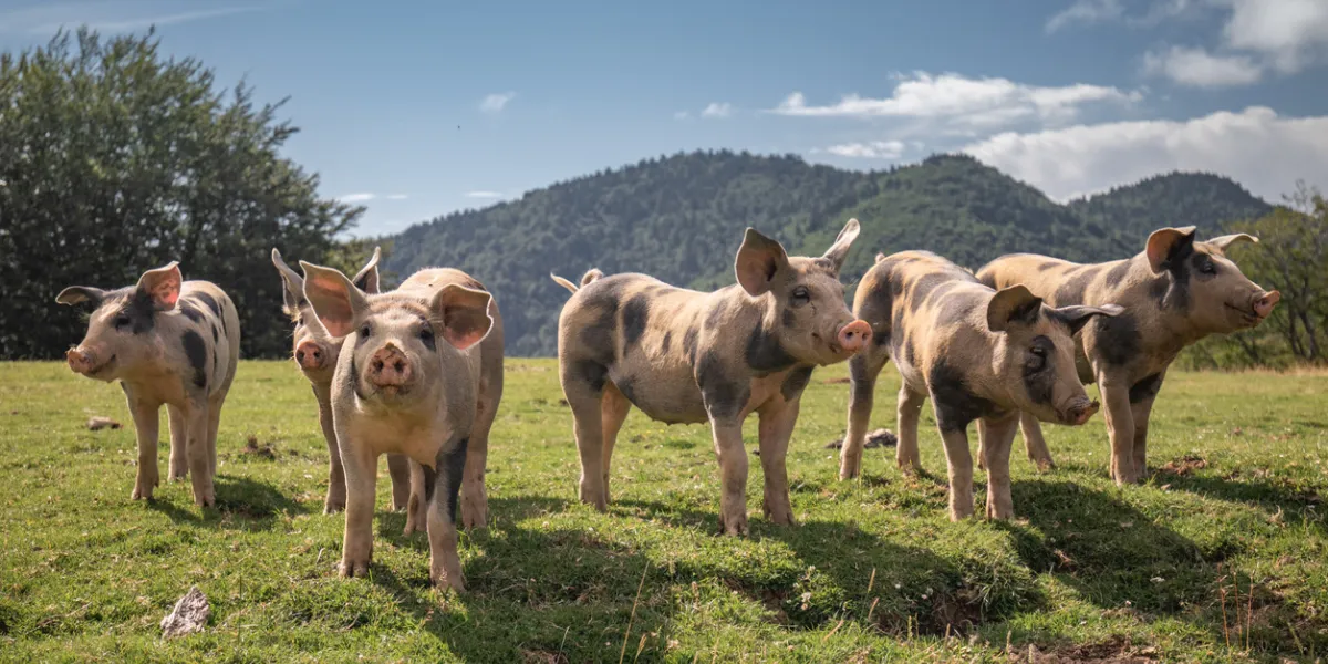cochon