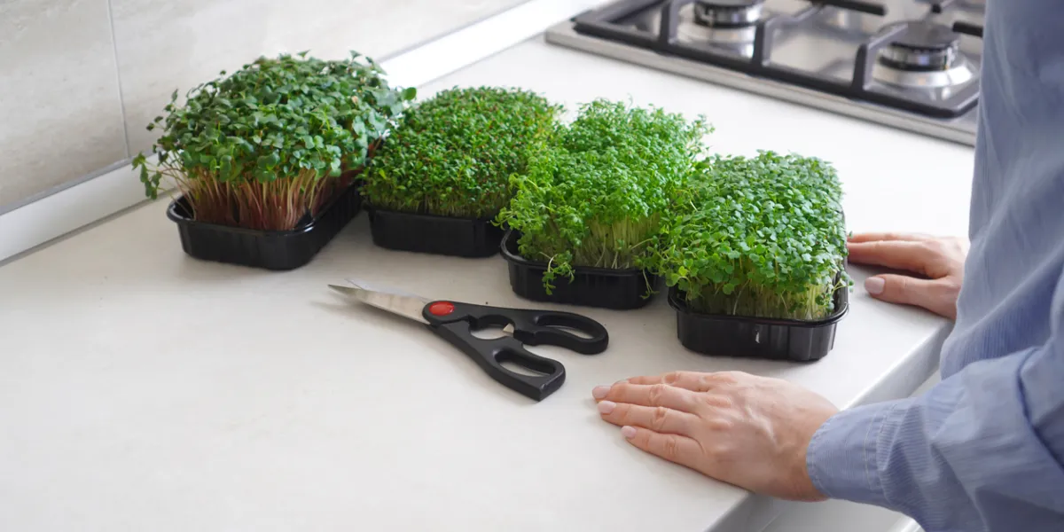 4 plantes