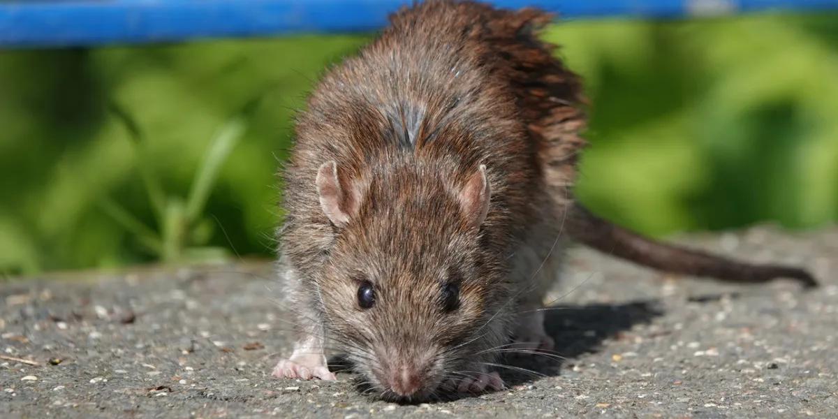 souris