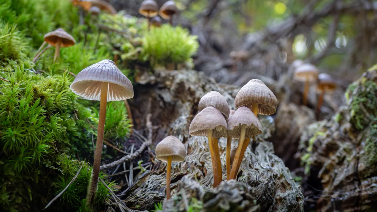 CHAMPIGNONS