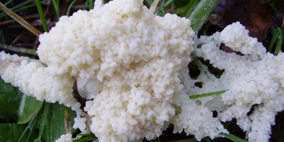 Mucilago crustacea