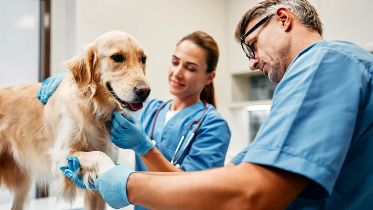 Vétérinaire chien