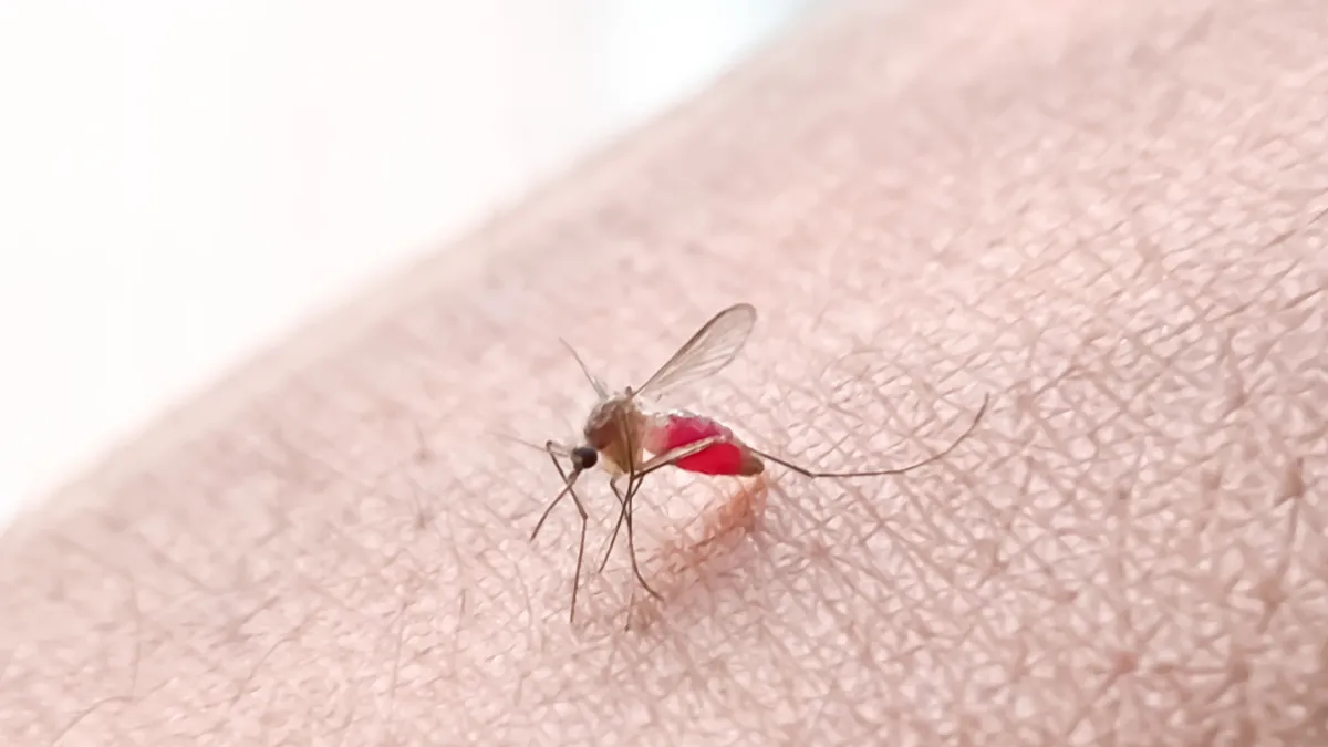 Chikungunya