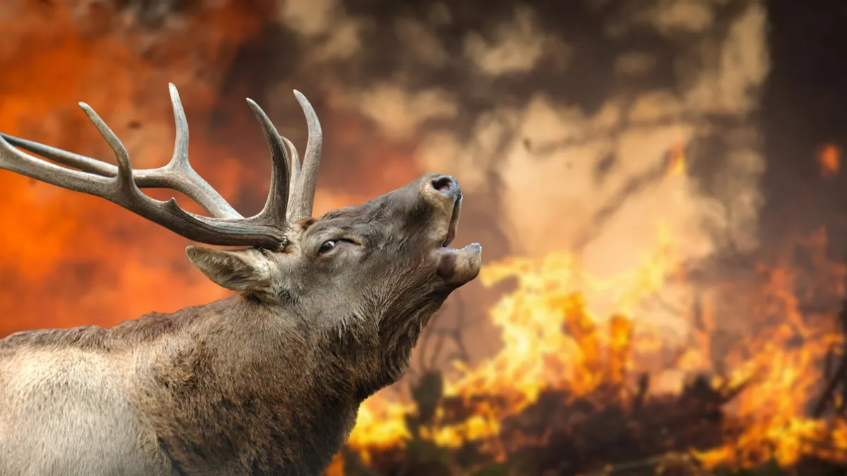 faune incendie