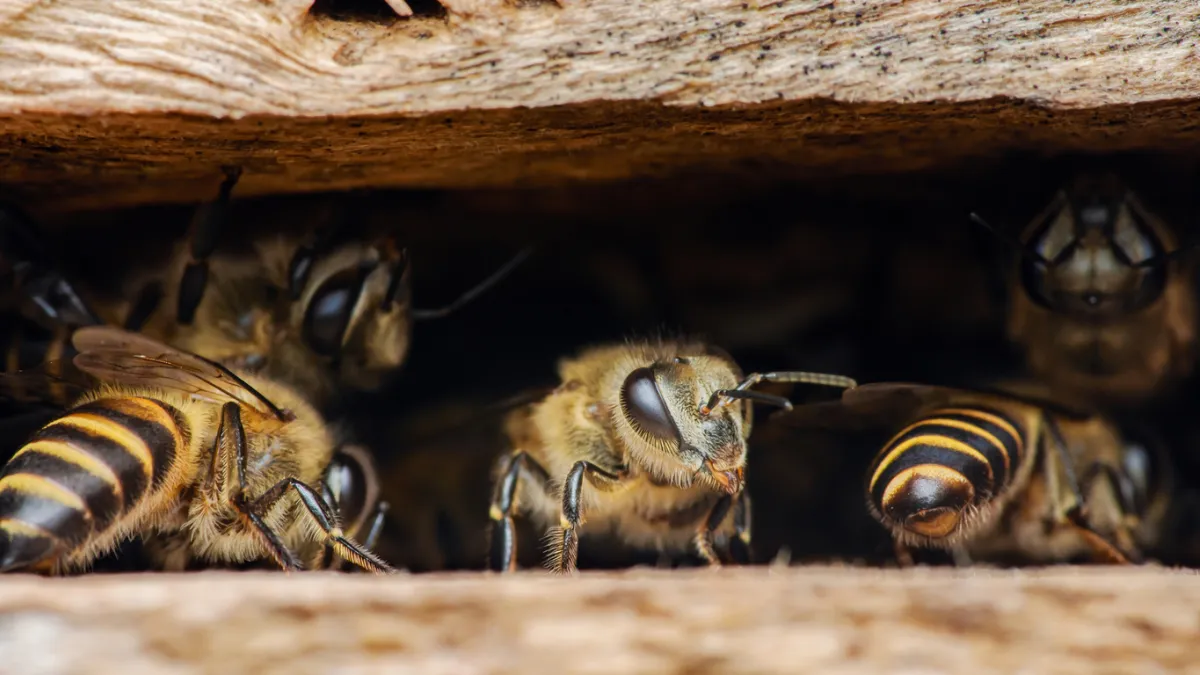 abeilles