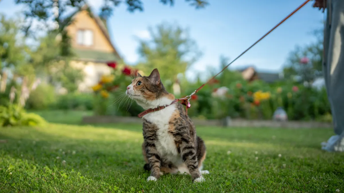 chat