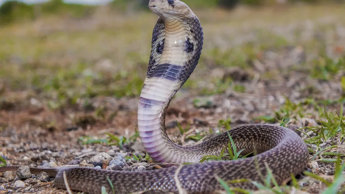 cobra