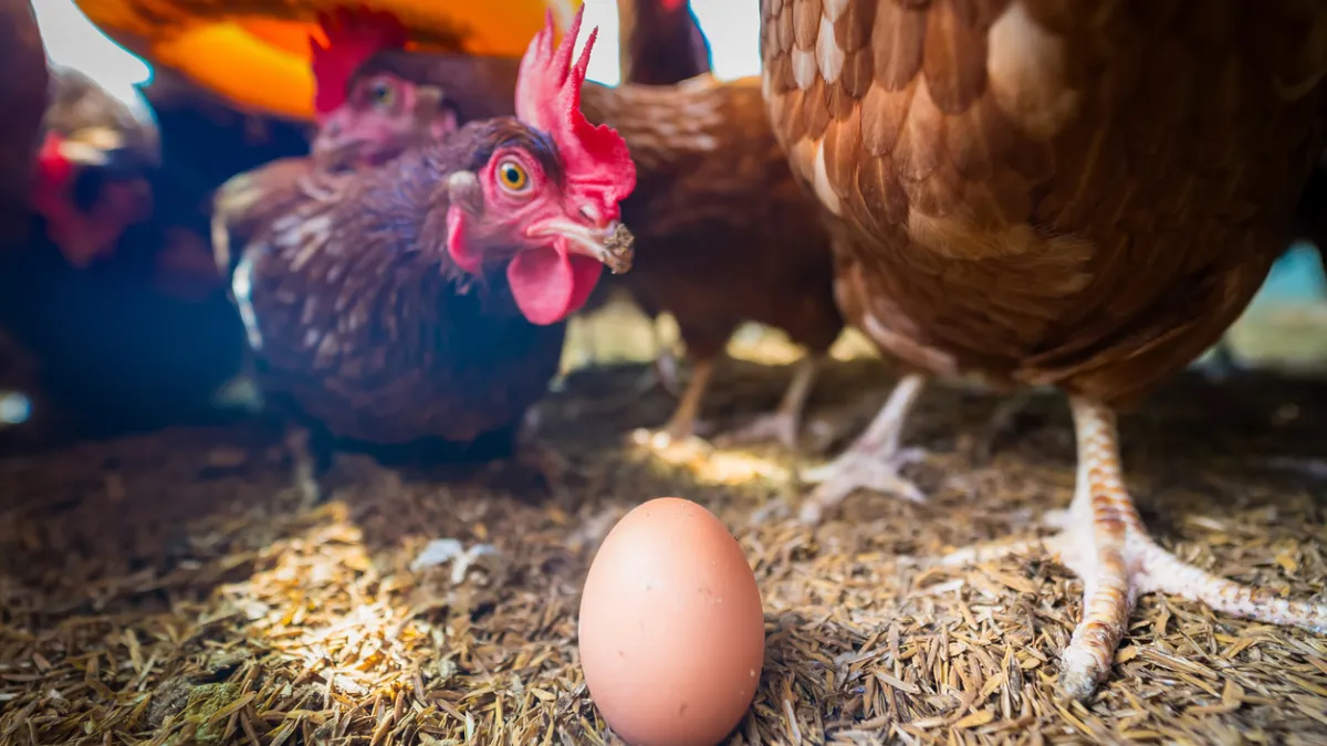 poule oeuf