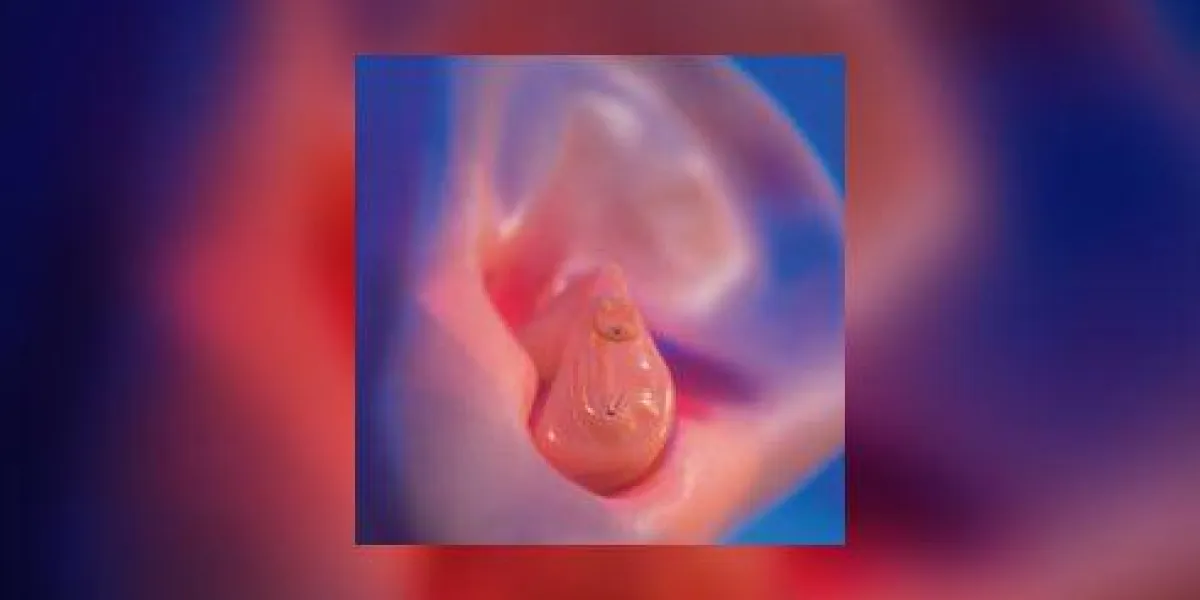 gros plan d'une aide auditive placée à l'intérieur du modèle d'une oreille humaine gros plan d'une aide auditive placée à l'intérieur du modèle d'une oreille humaine