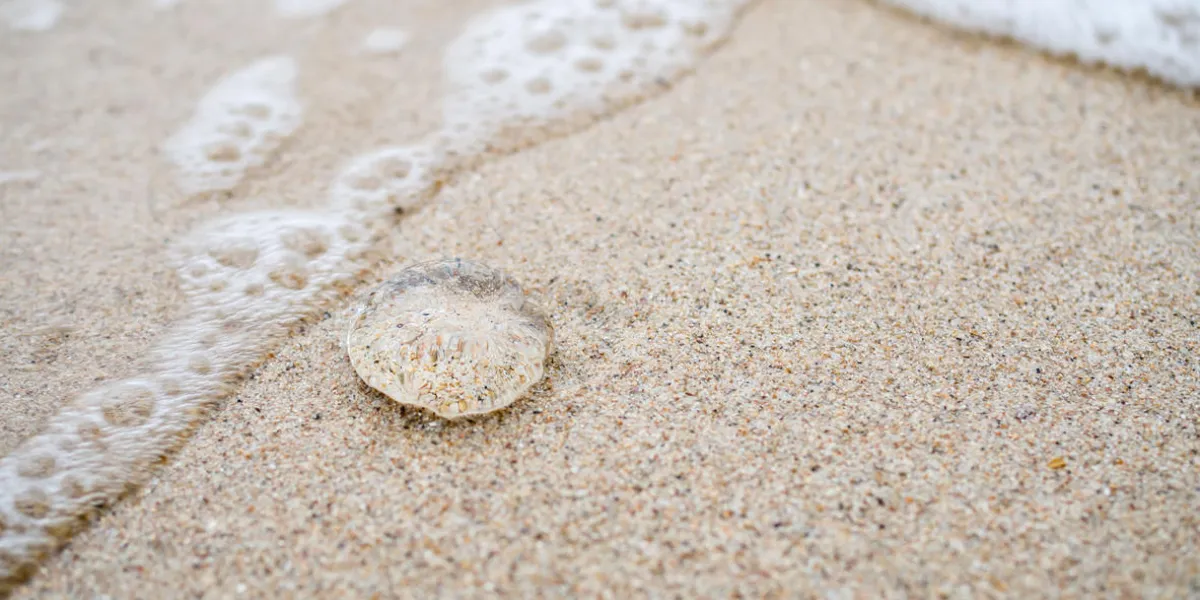small jelly fish on the sand beach