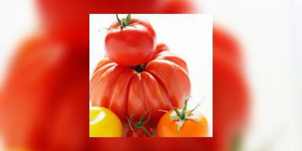 tomates assorties sur une planche à découper en bois tomates assorties sur une planche à découper en bois