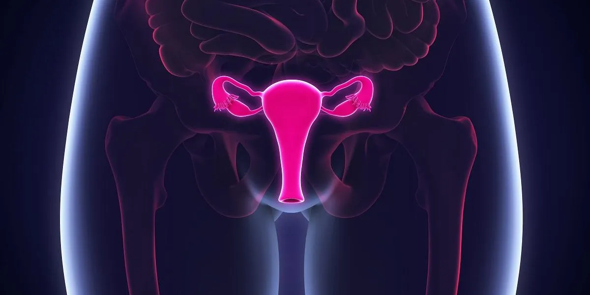 le système de reproduction féminin le système de reproduction féminin