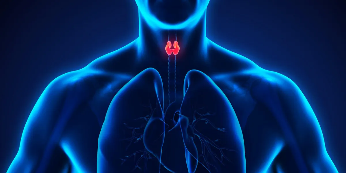 human thyroid gland illustration 3d render human thyroid gland illustration 3d render