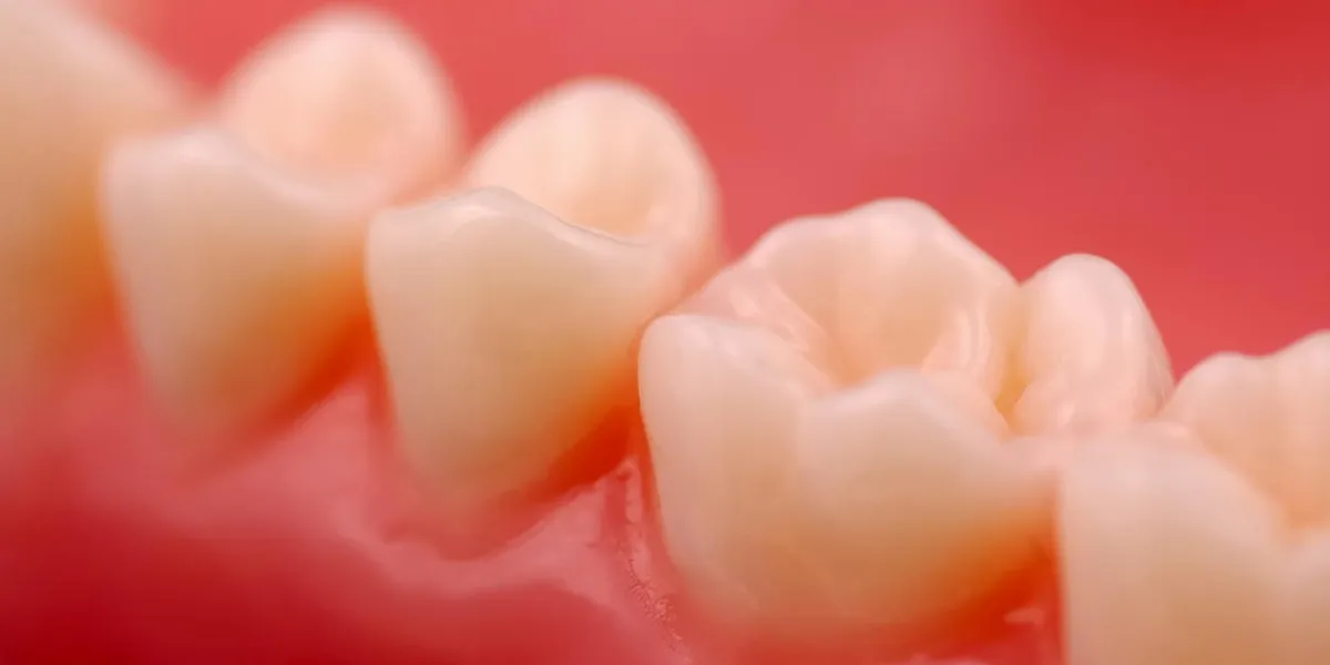 closeup of teeth attached to gums closeup of teeth attached to gums
