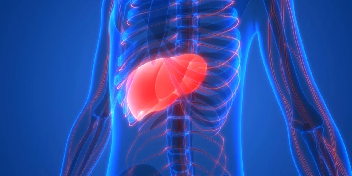 3d illustration of human body organs anatomy (liver with nervous system) 3d illustration of human body organs anatomy (liver with nervous system)
