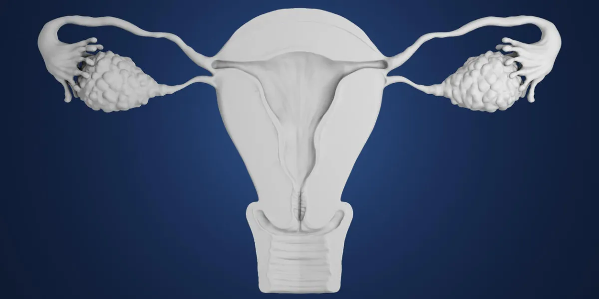 3d rendered cross section of the uterus on a blue background 3d rendered cross section of the uterus on a blue background