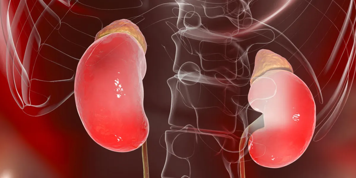 human kidneys with adrenal glands, 3d illustration human kidneys with adrenal glands, 3d illustration