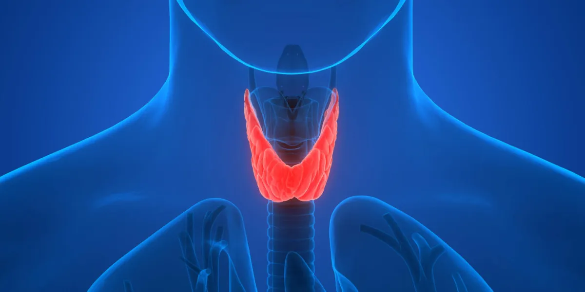 3d illustration of human body glands anatomy (thyroid gland)