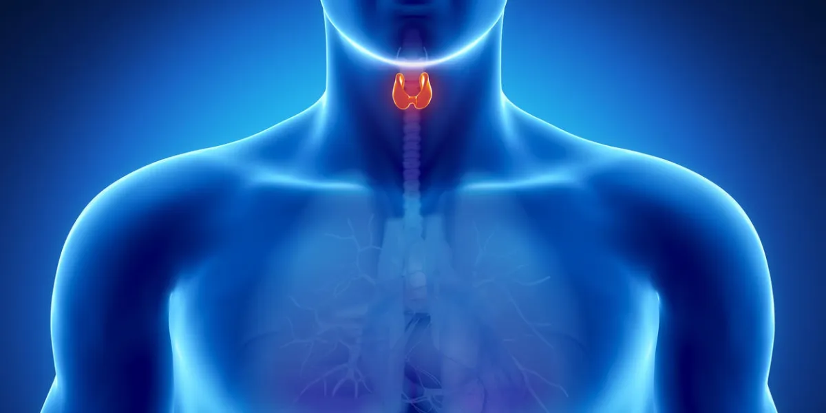 anatomie masculine des organes humains en vue aux rayons x anatomie masculine des organes humains en vue aux rayons x