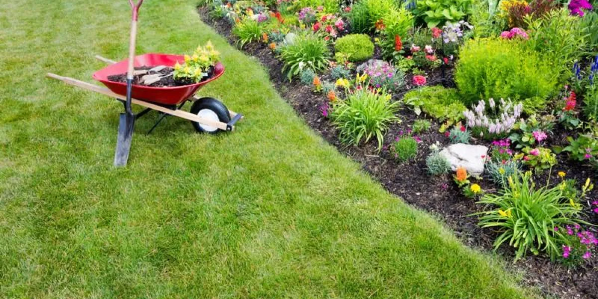 garden work being done transplanting celosia seedlings into a newly landscaped fllowerbed with colorful ornamental flowering plants garden work being done transplanting celosia seedlings into a newly landscaped fllowerbed with colorful ornamental flowering plants