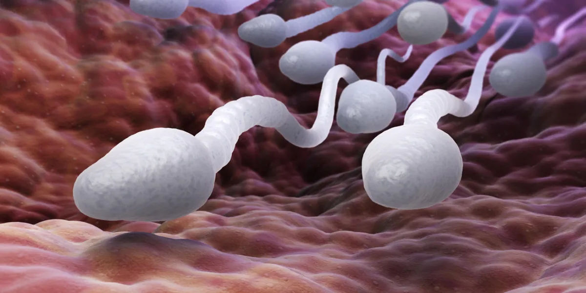 illustration 3d de spermatozoïdes mâles illustration 3d de spermatozoïdes mâles