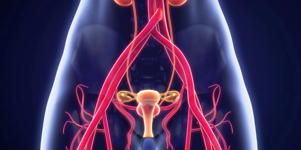 anatomie uro-génitale féminine anatomie uro-génitale féminine