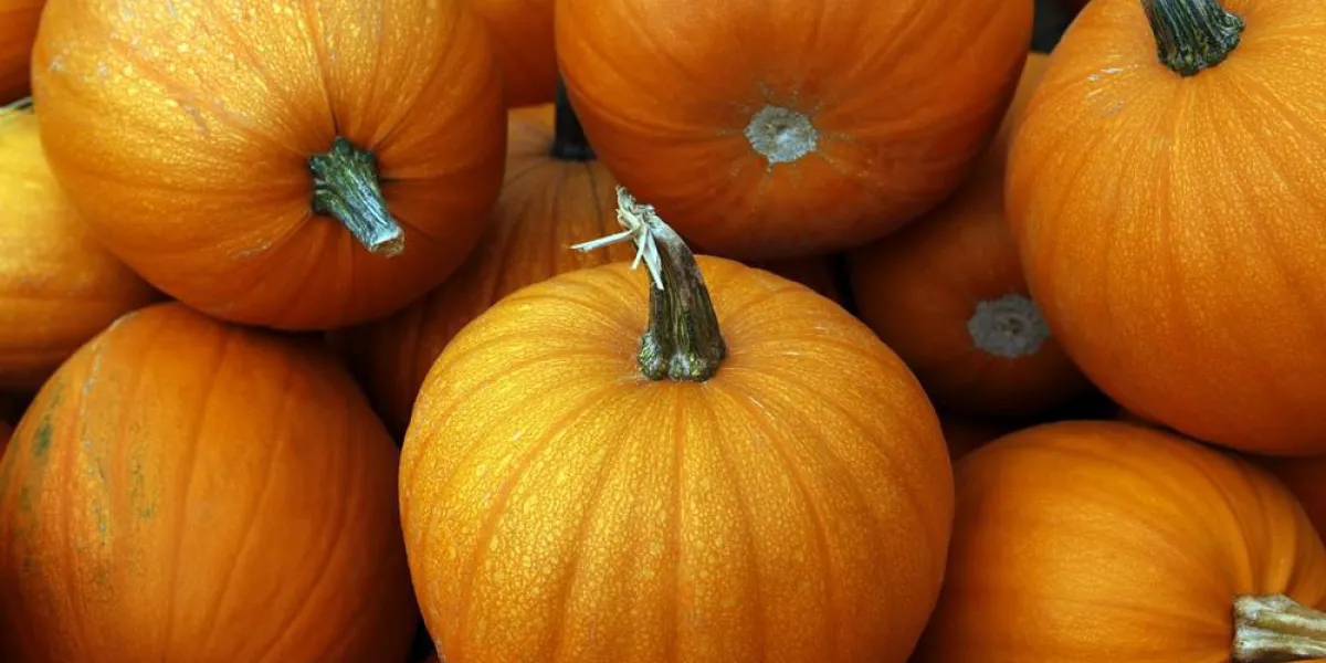 beaucoup de citrouilles juste d'une citrouille en californie