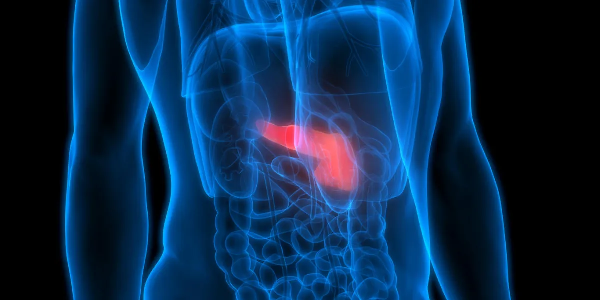 3d illustration of human body organs anatomy (pancreas)