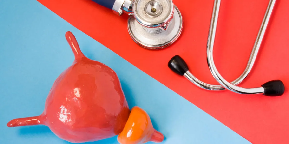 design concept of diagnosis and detecting diseases of urinary system organ - bladder and prostate stethoscope and model of bladder with prostate are opposite each other on red and blue background