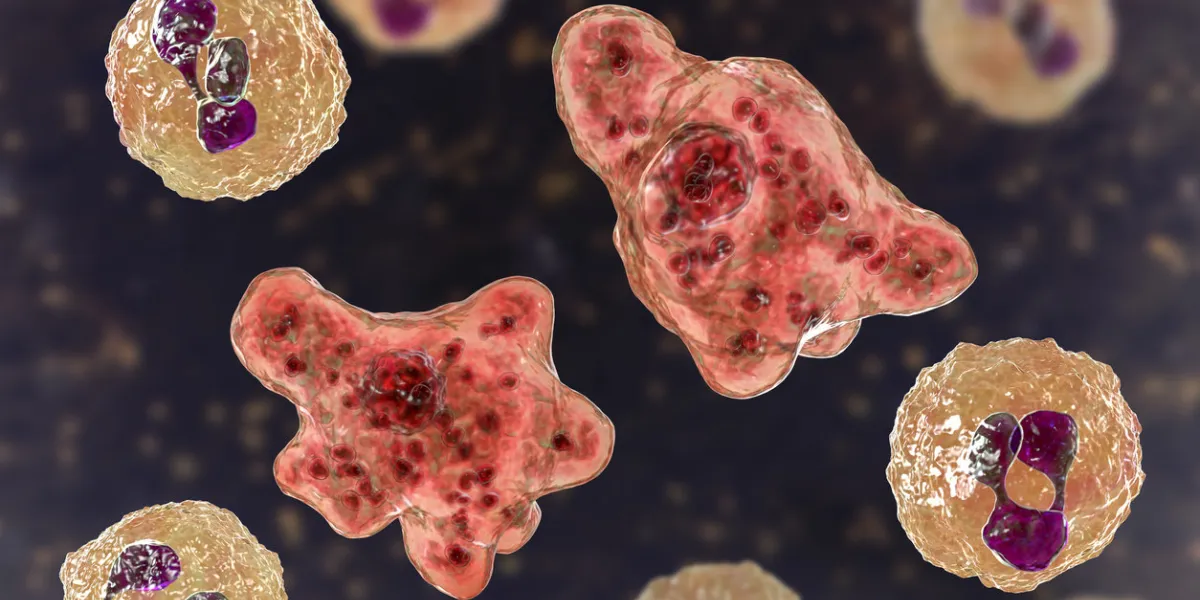 cerebrospinal fluid smear containing trophozoites of brain-eating amoeba naegleria fowleri and neutrophils, 3d illustration cerebrospinal fluid smear containing trophozoites of brain-eating amoeba naegleria fowleri and neutrophils, 3d illustration