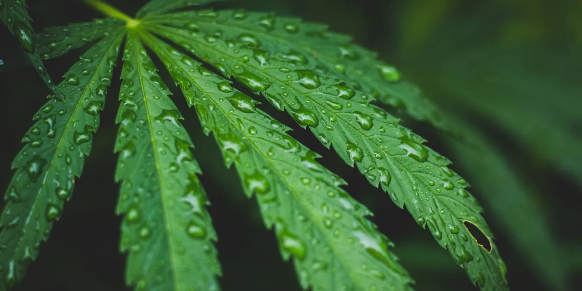 marijuana in rain legalize it