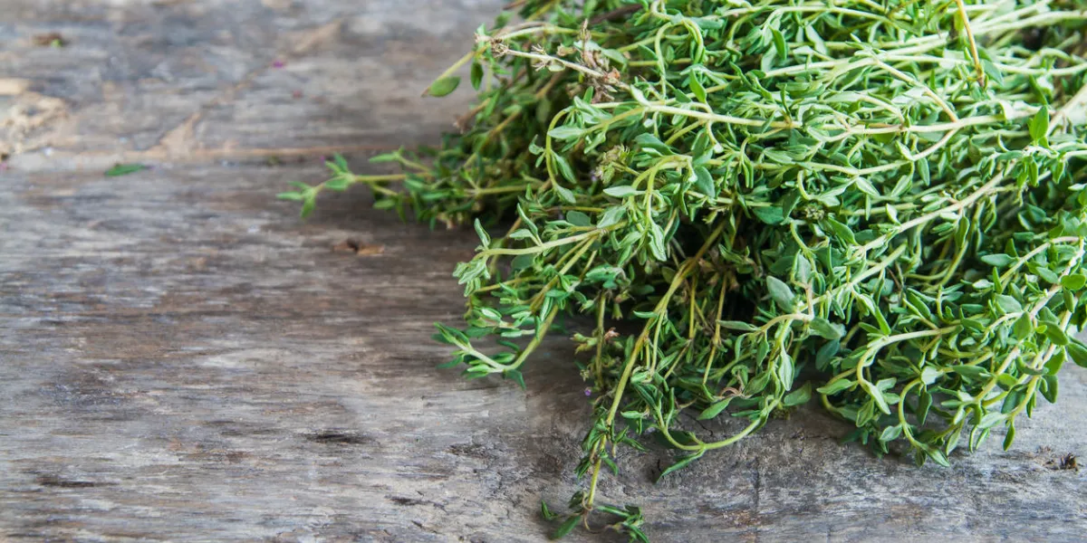 bunch of fresh estragon on a wooden table background