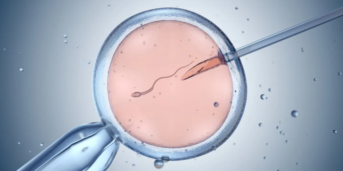 artificial insemination or in vitro fertilization 3d illustration artificial insemination or in vitro fertilization 3d illustration