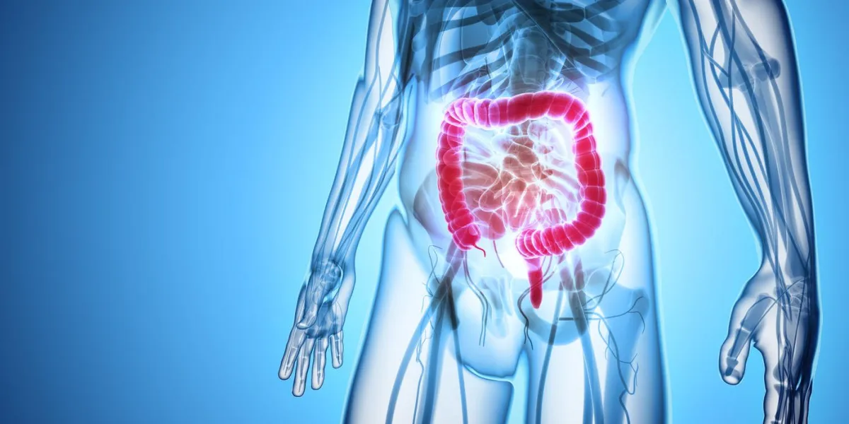 3d illustration of large intestine, part of digestive system 3d illustration of large intestine, part of digestive system