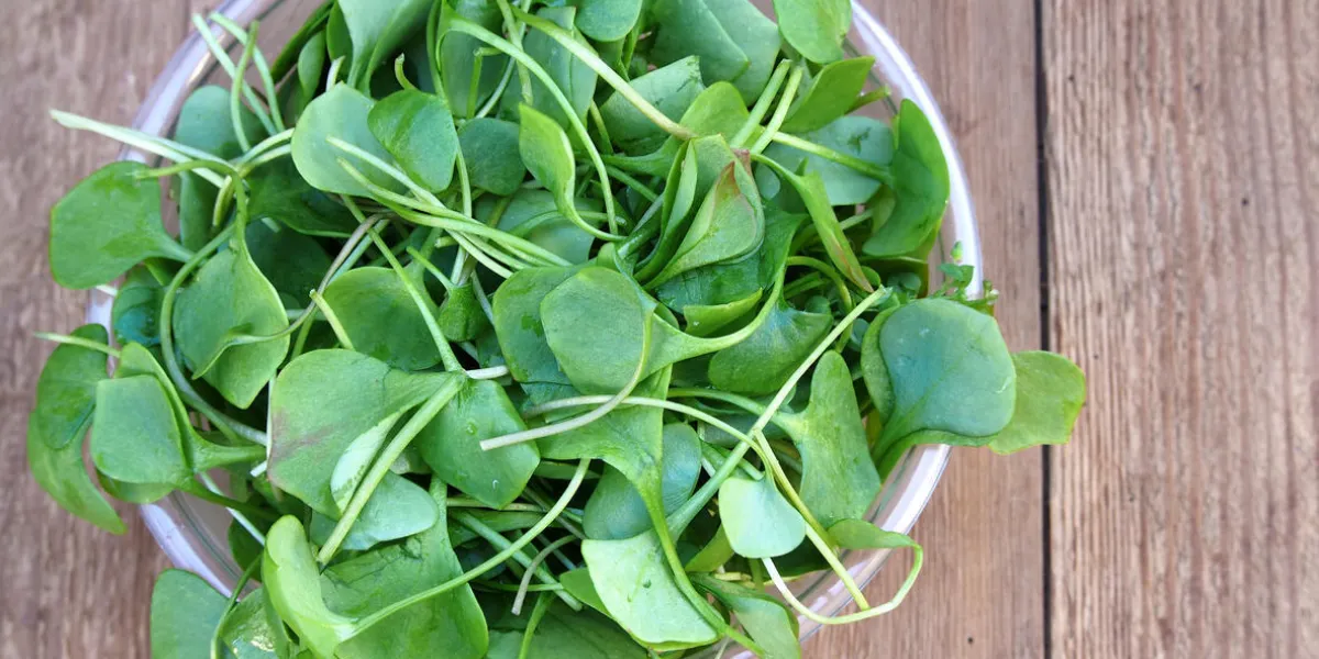 cresson frais prêt pour la préparation de la salade