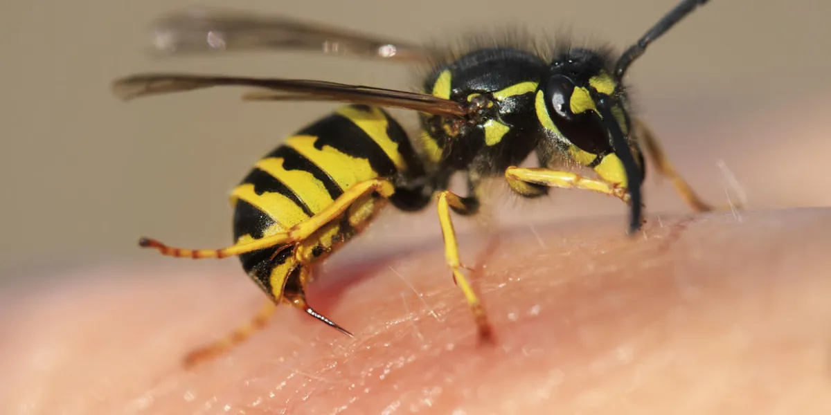 striped angry wasp stuck a sharp thorn in the human skin