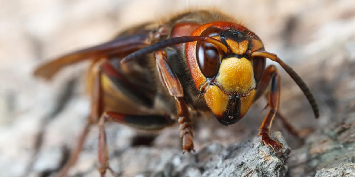 extreme close up of giant hornet (vespa crabro) resting on grey weathered pine wood extreme close up of giant hornet (vespa crabro) resting on grey weathered pine wood