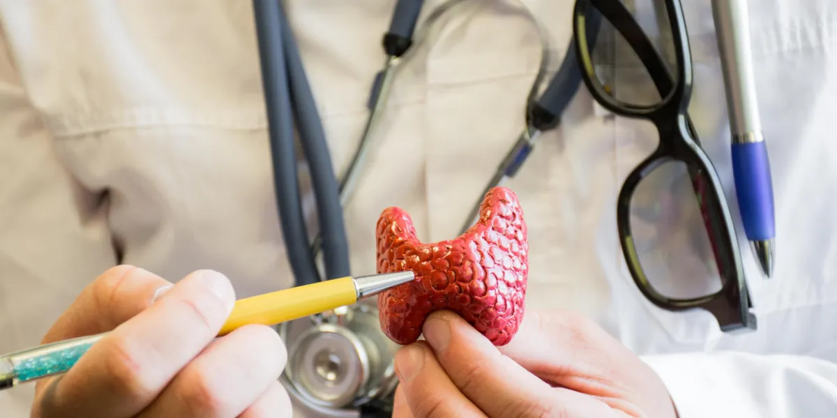 thyroid gland and doctor doctor in white medical lab coat with stethoscope around his neck shows and indicates to the patient on thyroid lobe concept photo for use as teaching subject for patient