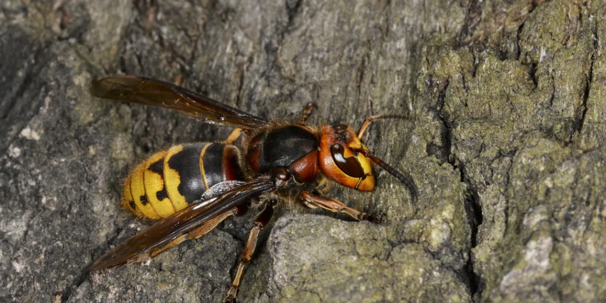 insect hornet on the bark of an oak tree