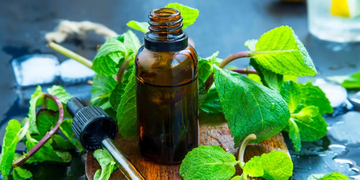 huile essentielle de menthe en bouteille feuilles de menthe poivrée fraîche avec de l'huile essentielle, médecine alternative huile essentielle de menthe en bouteille feuilles de menthe poivrée fraîche avec de l'huile essentielle, médecine alternative