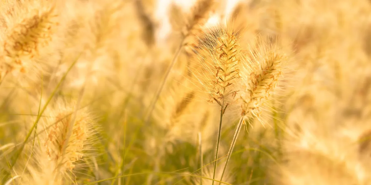 close up of a golden grass field in summer (poaceae or gramineae) close up of a golden grass field in summer (poaceae or gramineae)