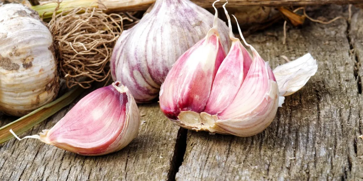 whole garlic with broken bulb and pink cloves on rustic wooden board