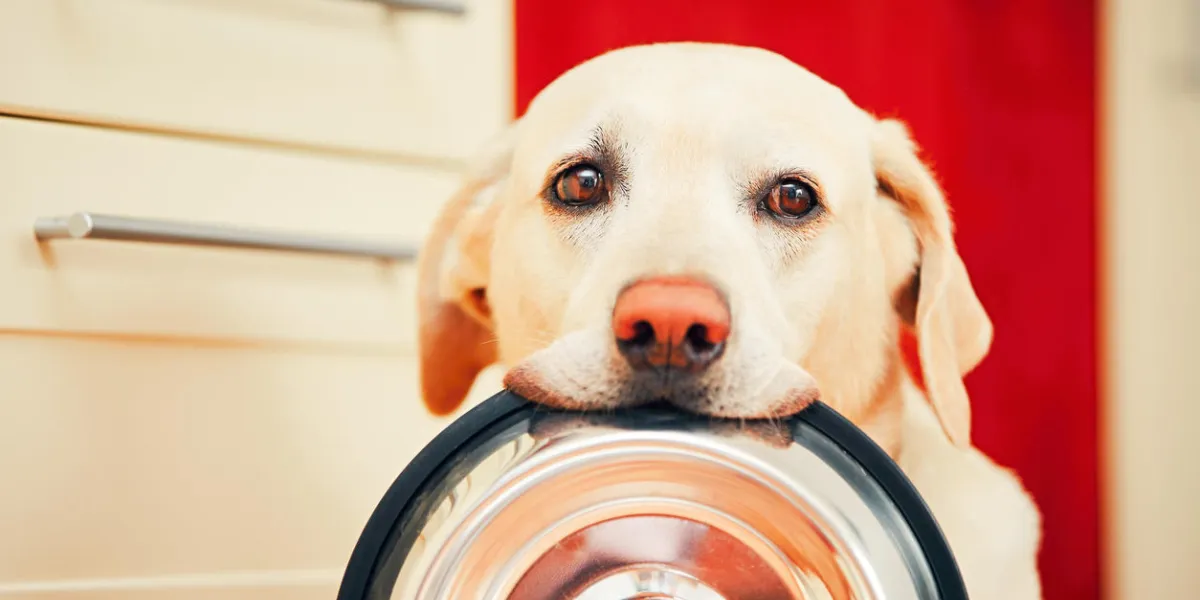 domestic life with dog hungry dog with sad eyes is waiting for feeding in home kitchen adorable yellow labrador retriever is holding dog bowl in his mouth domestic life with dog hungry dog with sad eyes is waiting for feeding in home kitchen adorable yellow labrador retriever is holding dog bowl in his mouth