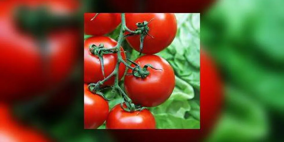 tomates tomates