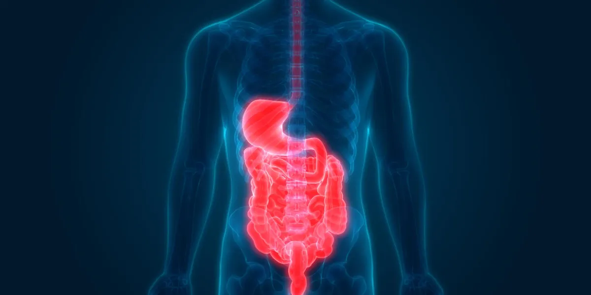 3d illustration of human digestive system anatomy 3d illustration of human digestive system anatomy